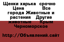 Щенки харька! срочно. › Цена ­ 5 000 - Все города Животные и растения » Другие животные   . Крым,Черноморское